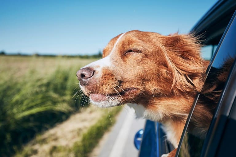 Weelee's pet-friendly tips for a road trip