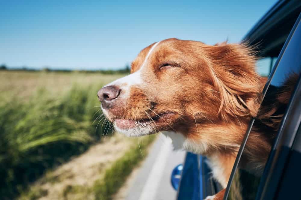 Weelee's pet-friendly tips for a road trip